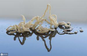 了解猫狗这6种常见体内寄生虫,怎么去预防它?(图3)