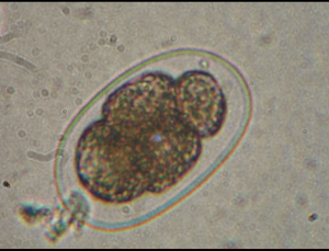 了解猫狗这6种常见体内寄生虫,怎么去预防它?(图5)