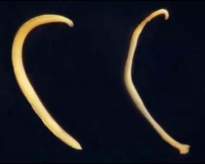 了解猫狗这6种常见体内寄生虫,怎么去预防它?(图6)