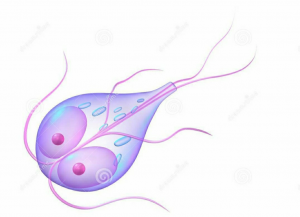 了解猫狗这6种常见体内寄生虫,怎么去预防它?(图7)