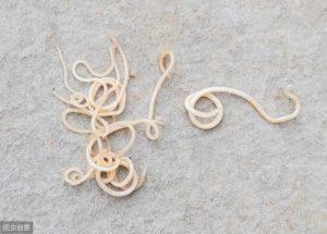 了解猫狗这6种常见体内寄生虫,怎么去预防它?(图13)