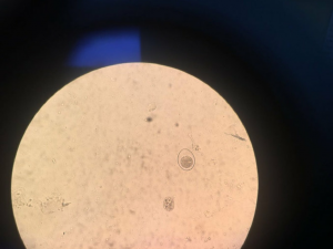 了解猫狗这6种常见体内寄生虫,怎么去预防它?(图9)