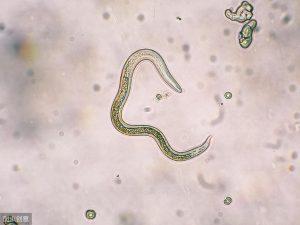 了解猫狗这6种常见体内寄生虫,怎么去预防它?(图12)