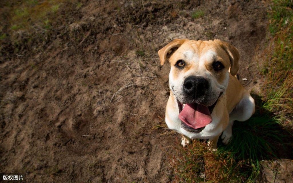 狗狗为什么每次见到主人都兴奋激动呢?6个原因(图2)