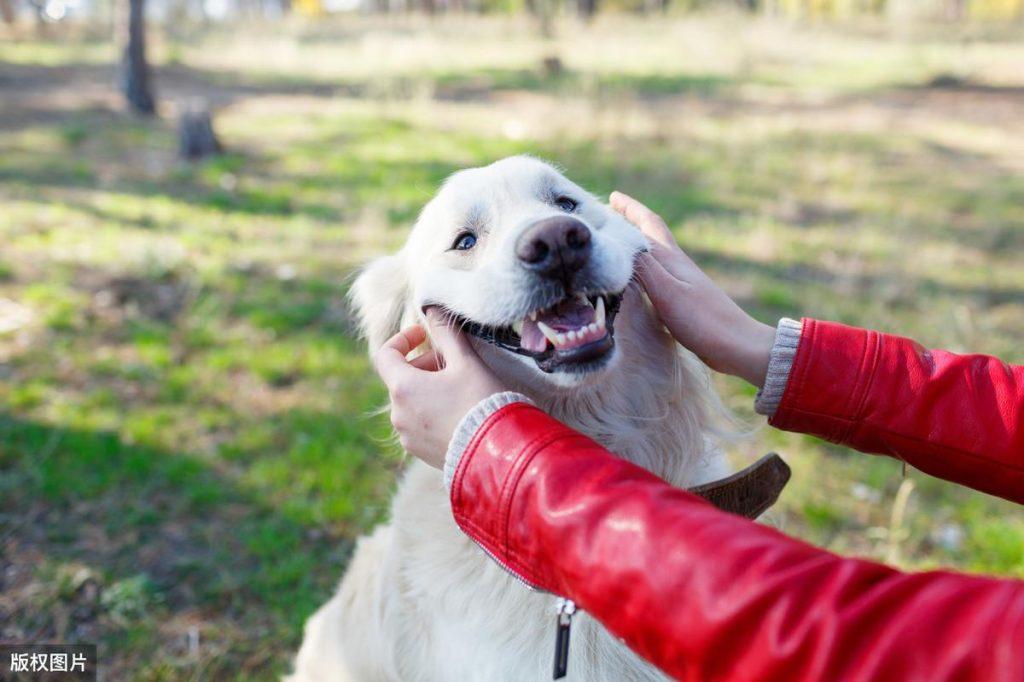 狗狗为什么每次见到主人都兴奋激动呢?6个原因(图1)