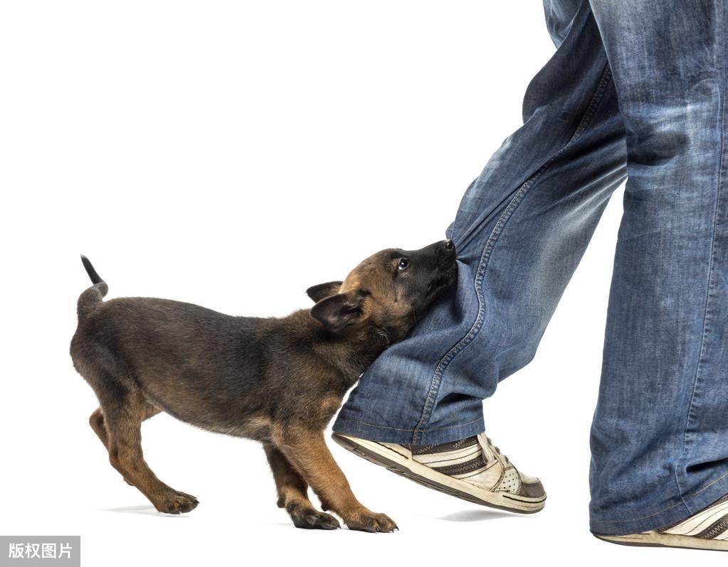 狗狗为什么每次见到主人都兴奋激动呢?6个原因(图4)