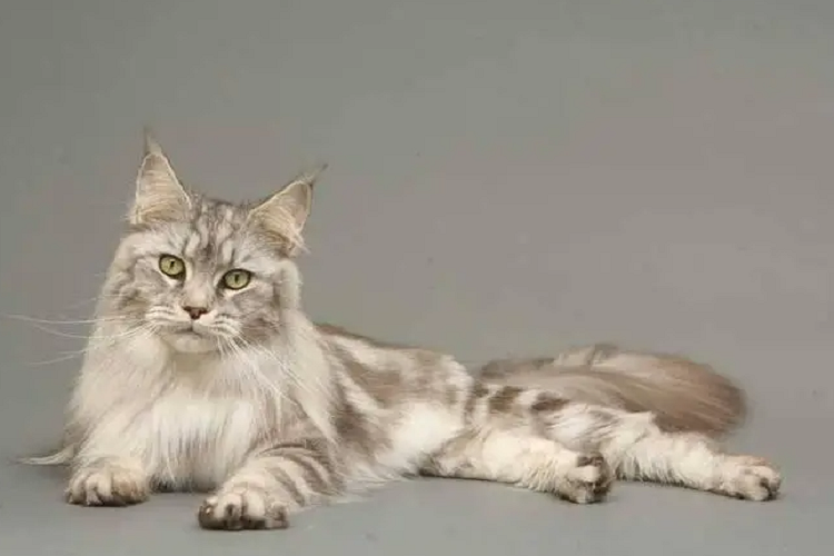 猫咪总是尿尿,每次只尿一点是怎么回事?(图1)