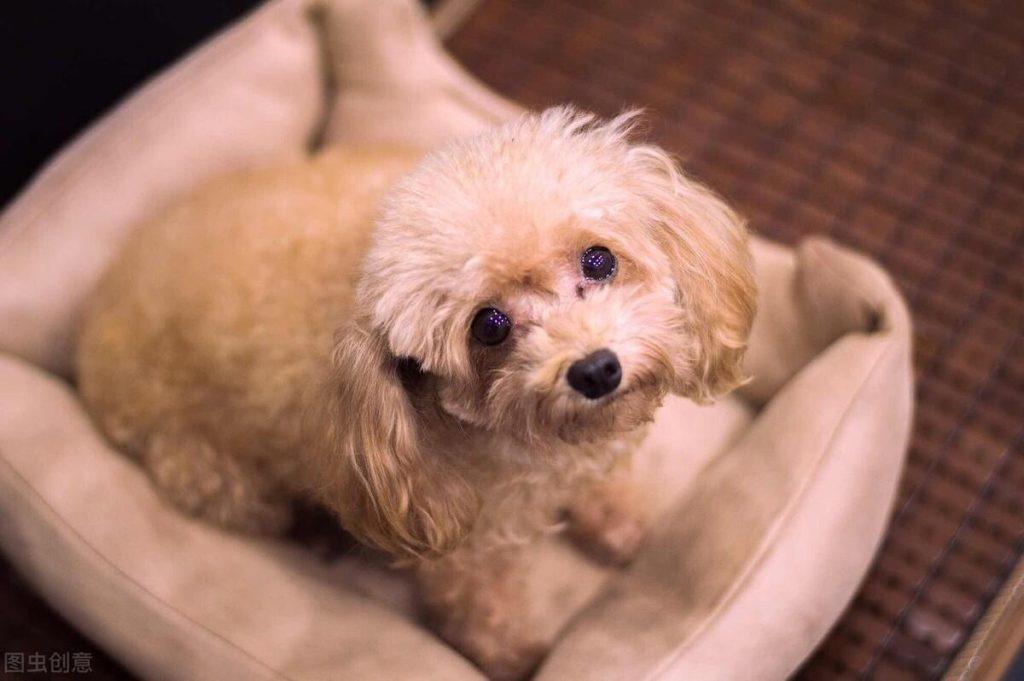 狗狗眼屎增多或颜色发生变异的,可能预示狗狗异常的身体状态(图1)