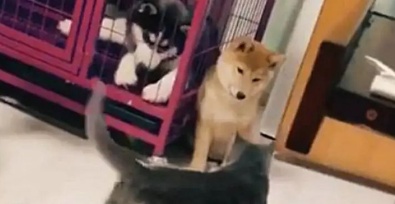 柴犬被猫咪挤墙角揍,二哈吓得一脸懵:幸好我被主人关笼子里了……(图1)