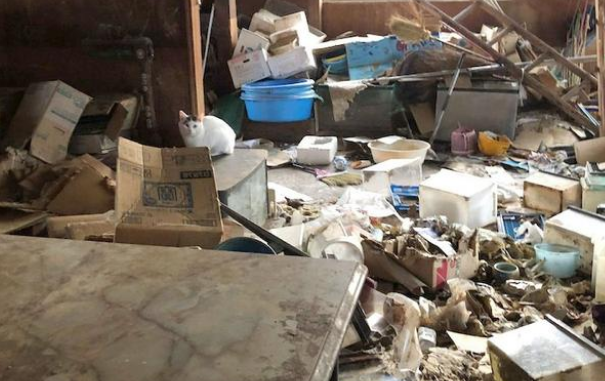 老人退房留下满屋垃圾,房东打扫时,竟发现屋内还有二十几只猫(图1)