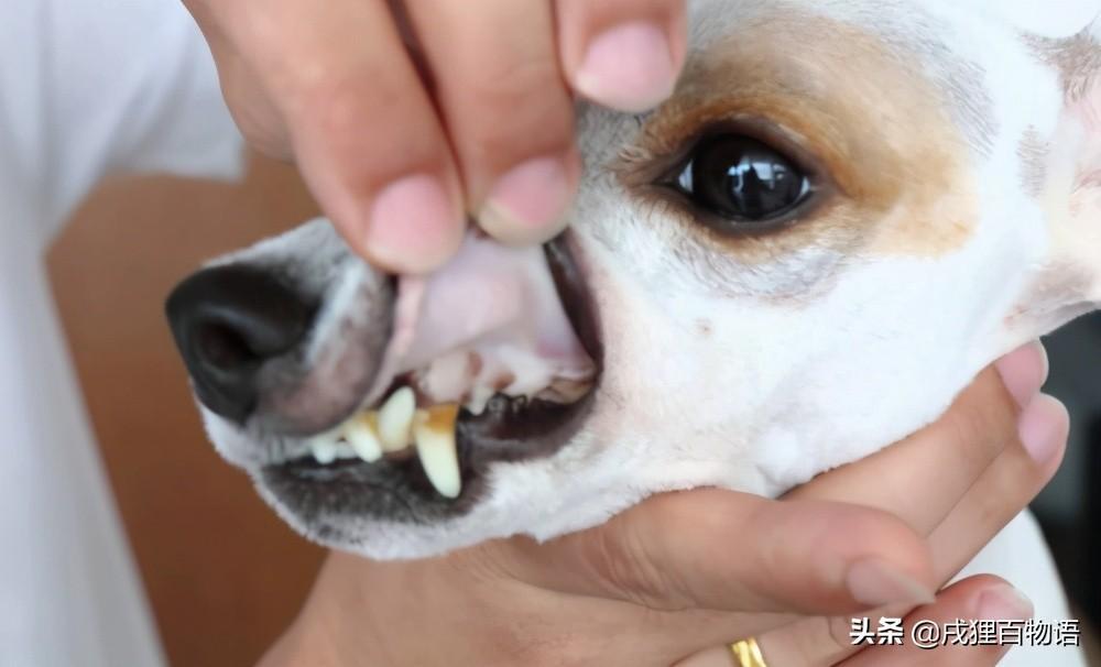 狗狗贫血有哪些特征?家长应该怎样正确应对狗狗贫血?(图1)