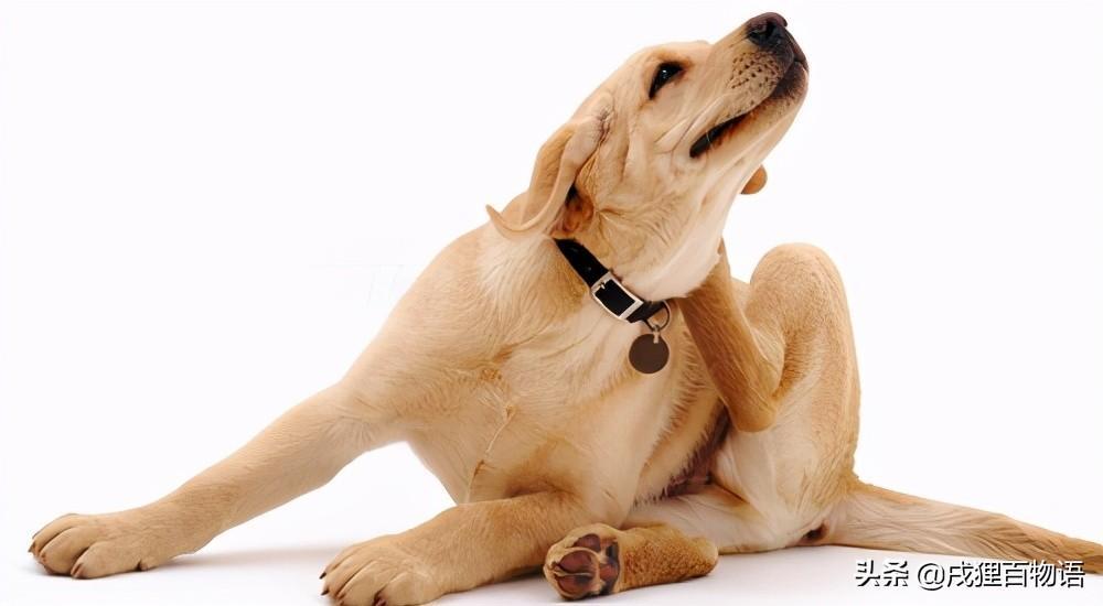 狗狗贫血有哪些特征?家长应该怎样正确应对狗狗贫血?(图2)