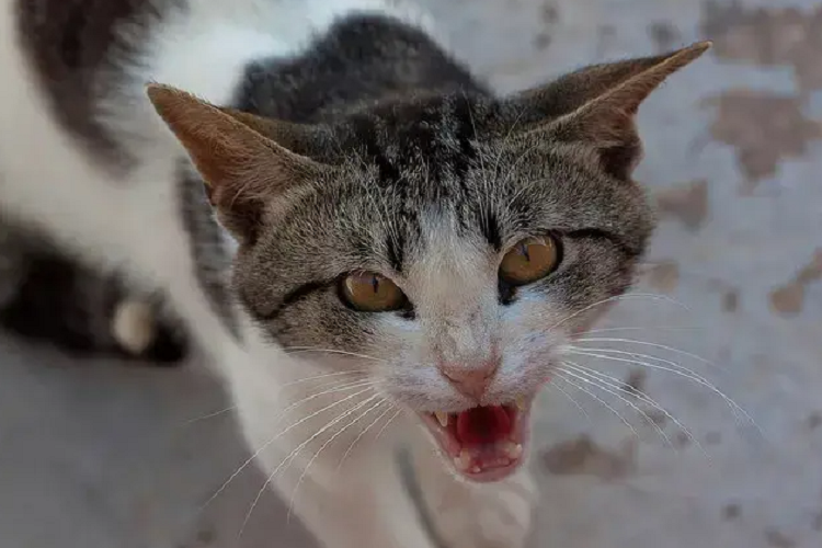 猫咪脾气不好怎么办?怎么能缓解猫咪的脾气?(图1)