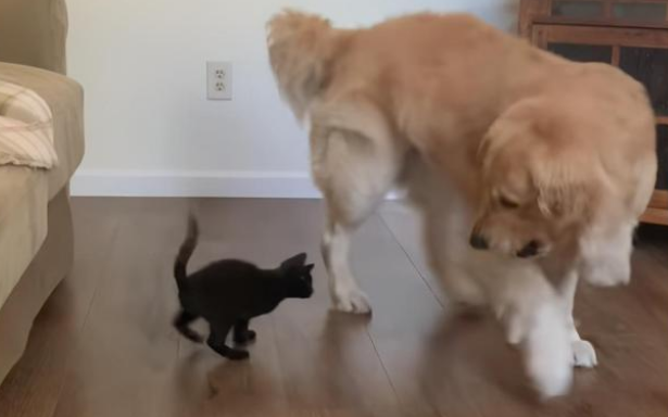 暖心金毛像大哥哥,被小猫殴打还一直谦让!(图2)