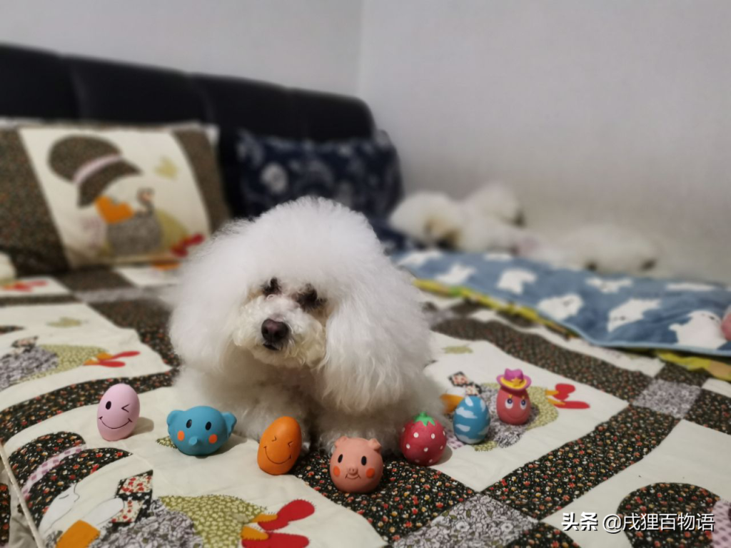 宠物突发呕吐问题应该怎么处理?宠物突发呕吐处理措施(图1)