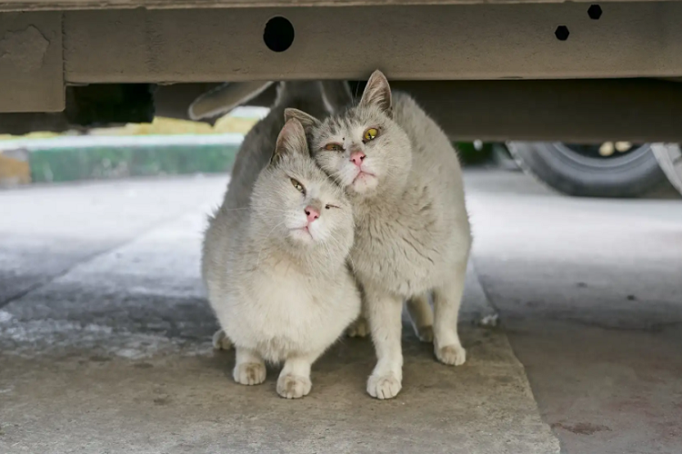 猫咪发情的表现有什么?是特别兴奋的吗?(图1)