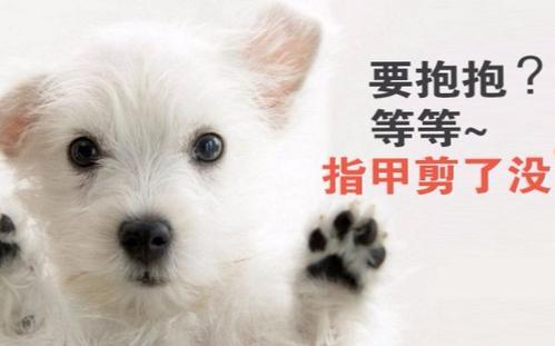 为什么要给狗狗剪指甲?如何修剪?狗狗“剪指甲”教程来了(图1)