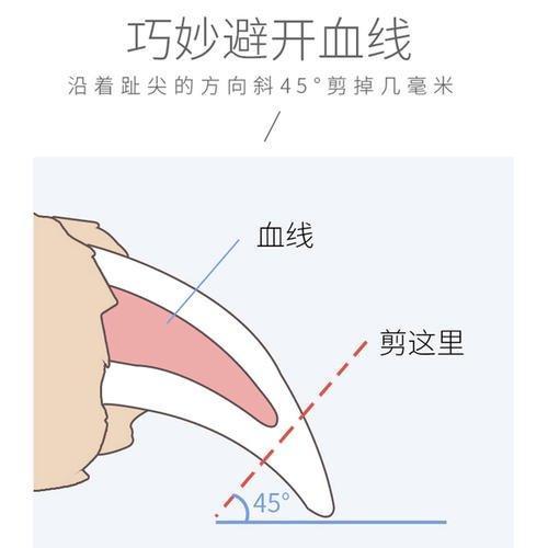 为什么要给狗狗剪指甲?如何修剪?狗狗“剪指甲”教程来了(图6)
