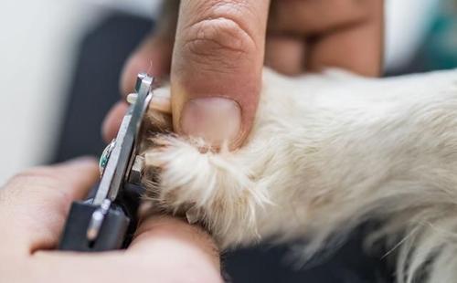 为什么要给狗狗剪指甲?如何修剪?狗狗“剪指甲”教程来了(图5)