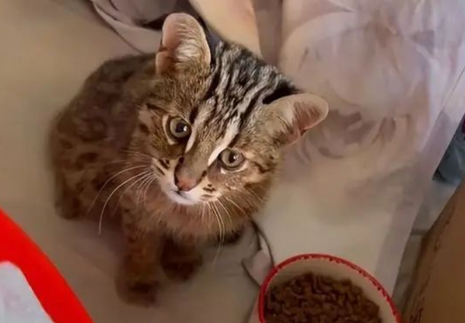 女子捡到只流浪猫,闺蜜:这并不是一般的猫(图1)