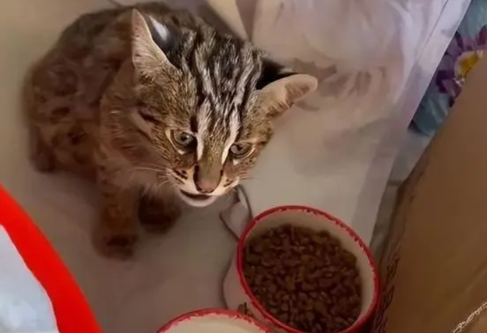 女子捡到只流浪猫,闺蜜:这并不是一般的猫(图2)