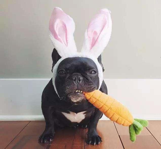 给狗狗立耳有必要吗?让狗狗立耳的好法子(图2)