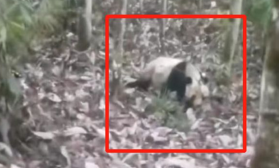 有熊猫进村,村民:第一次看到大熊猫很激动(图1)