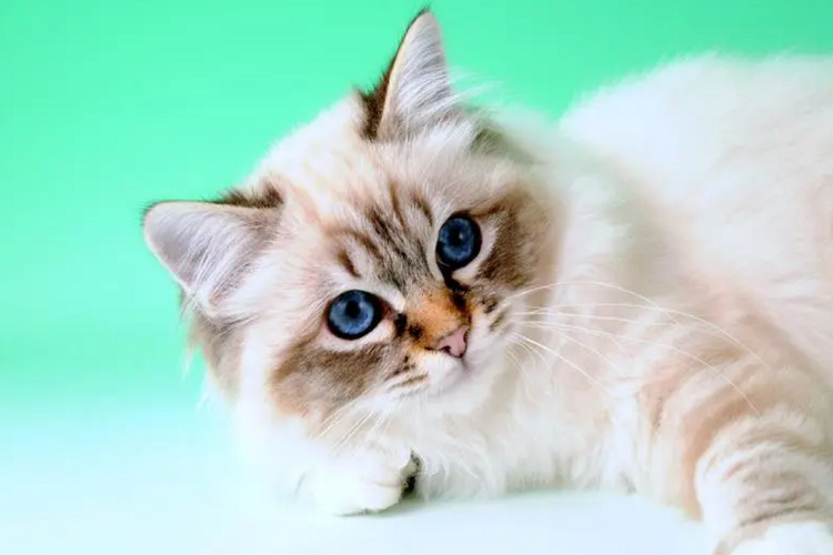 怎么训练猫咪?怎么不让猫咪上床?(图1)