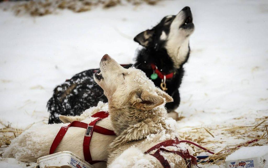 狗狗突然不出声或声音沙哑是怎么回事?小心这3种呼吸道疾病(图1)