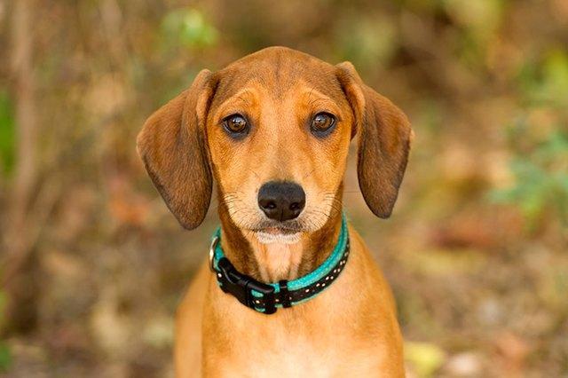 狗狗突然不出声或声音沙哑是怎么回事?小心这3种呼吸道疾病(图5)