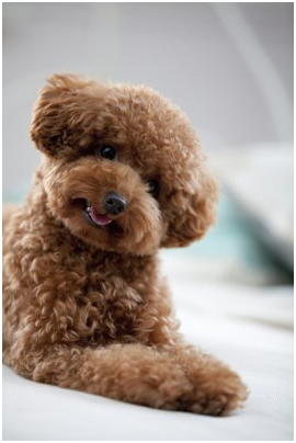 什么是狗狗髌骨脱位?才能避免狗狗们得这种病?(图1)