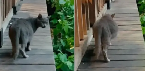 猫咪大肚子流浪,医生拍片发现肚里没小猫!(图1)