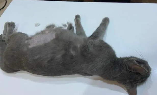 猫咪大肚子流浪,医生拍片发现肚里没小猫!(图2)