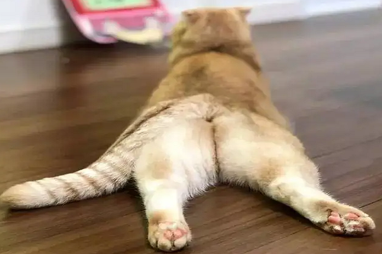 为什么猫咪会脱肛?怎么照顾脱肛的猫咪?(图1)