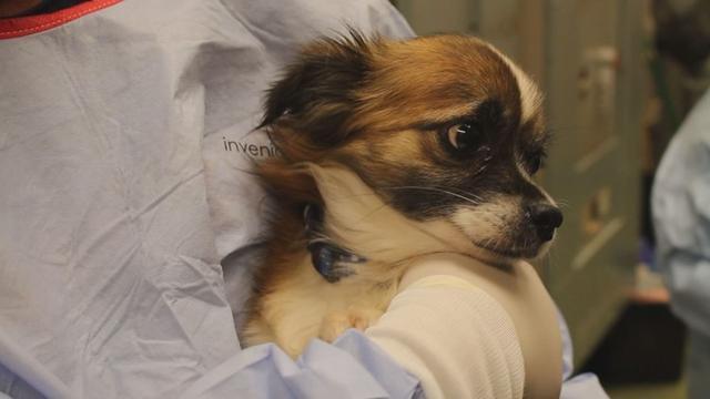 犬瘟热的传染性有多强?怎么预防犬瘟热?(图3)