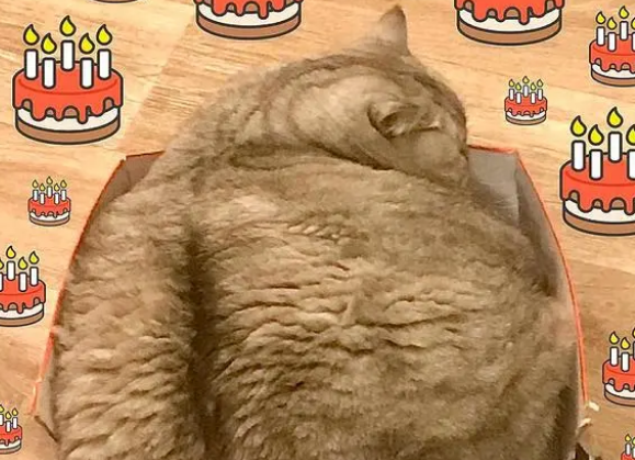 俄罗斯一猫咪靠肥胖走红,被指故意给猫增肥(图1)