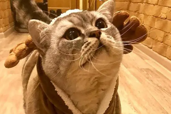 俄罗斯一猫咪靠肥胖走红,被指故意给猫增肥(图3)