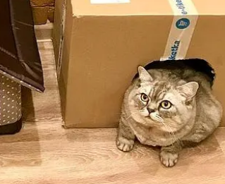 俄罗斯一猫咪靠肥胖走红,被指故意给猫增肥(图5)