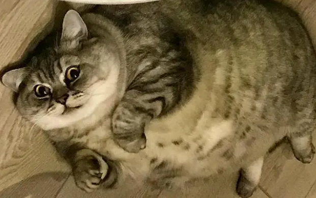 俄罗斯一猫咪靠肥胖走红,被指故意给猫增肥(图4)