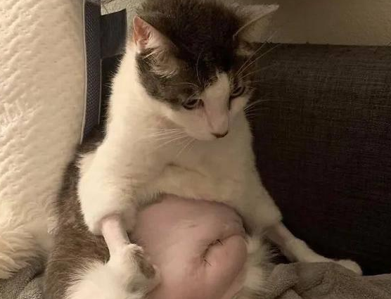 猫咪因手术被剃毛,虽然可怜,但是太搞笑了(图2)