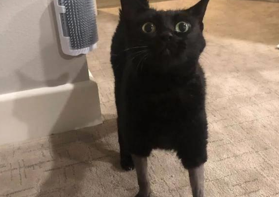 猫咪因手术被剃毛,虽然可怜,但是太搞笑了(图1)