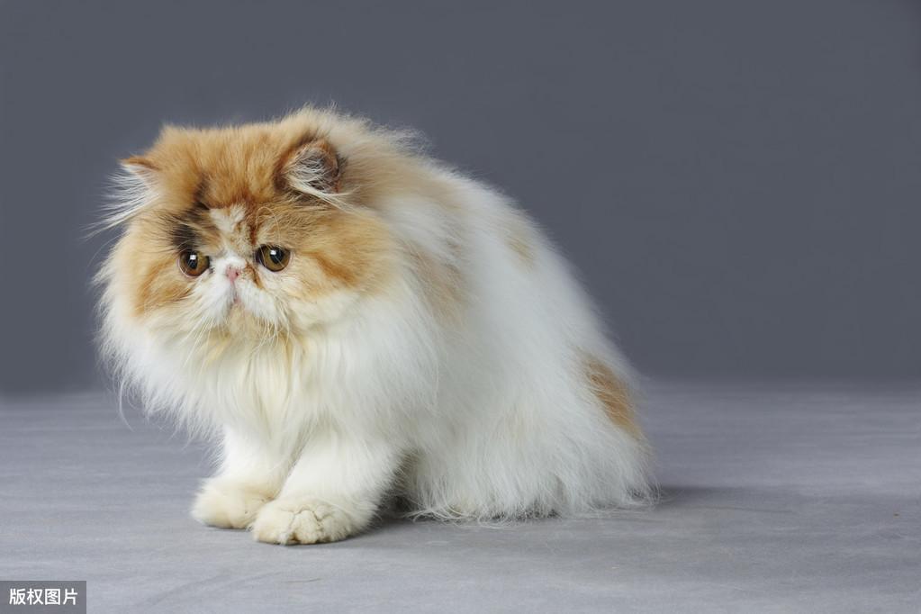 猫咪猫藓怎么样算痊愈?总结一些常见的措施,主人们可以看看!(图1)