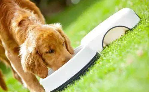 分享五种自制狗狗鲜食的小教程,各位铲屎官都学会了吗?(图1)