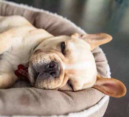 分享五种自制狗狗鲜食的小教程,各位铲屎官都学会了吗?(图2)