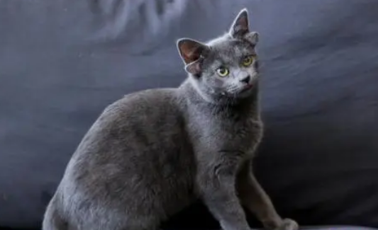 猫界小精灵!土耳其罕见四耳猫走红网络(图1)