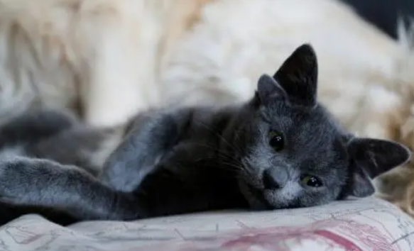 猫界小精灵!土耳其罕见四耳猫走红网络(图2)