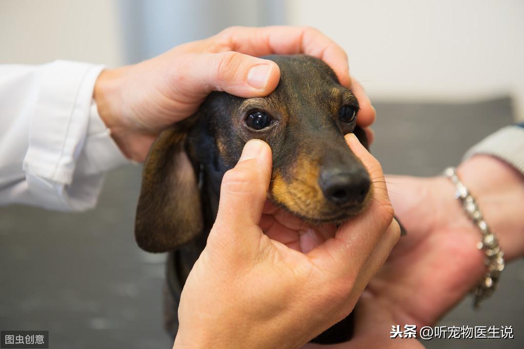 如何确诊犬瘟热病毒?怎么区分犬瘟和普通感冒呢?(图4)