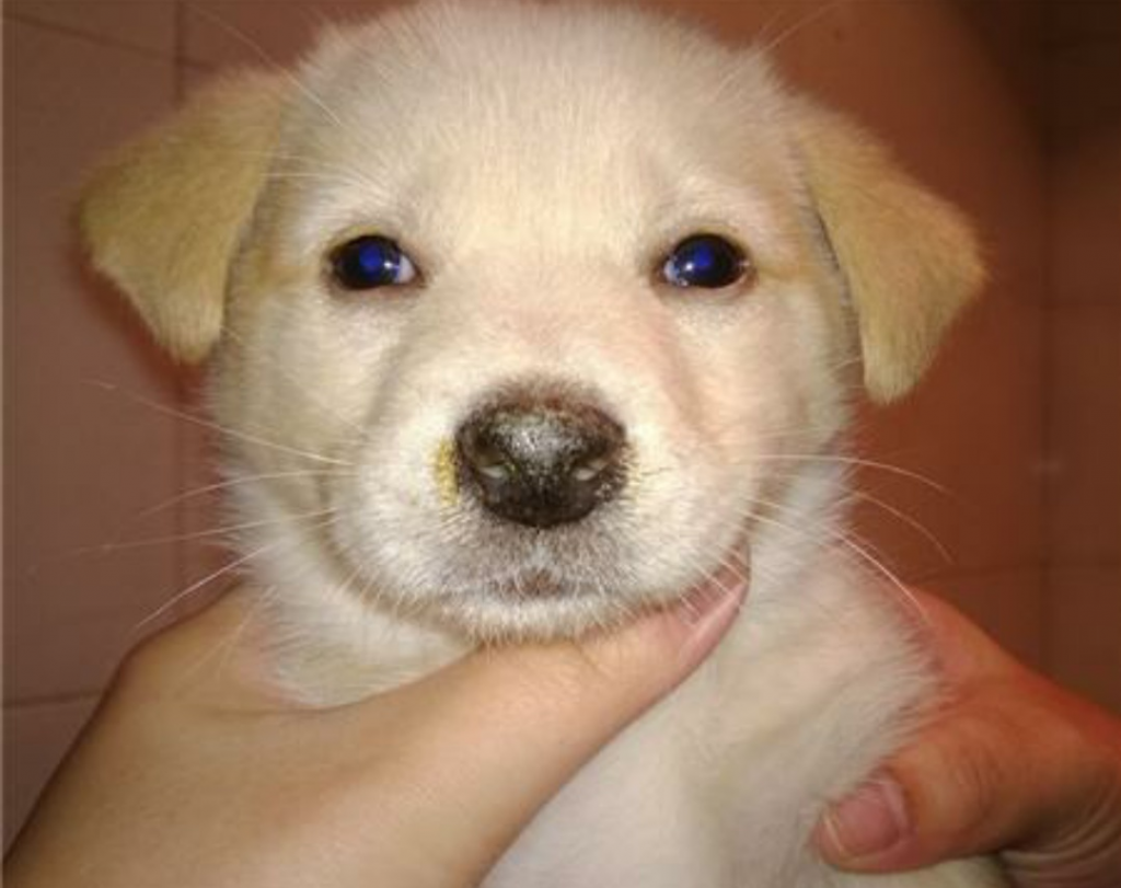 如何确诊犬瘟热病毒?怎么区分犬瘟和普通感冒呢?(图7)