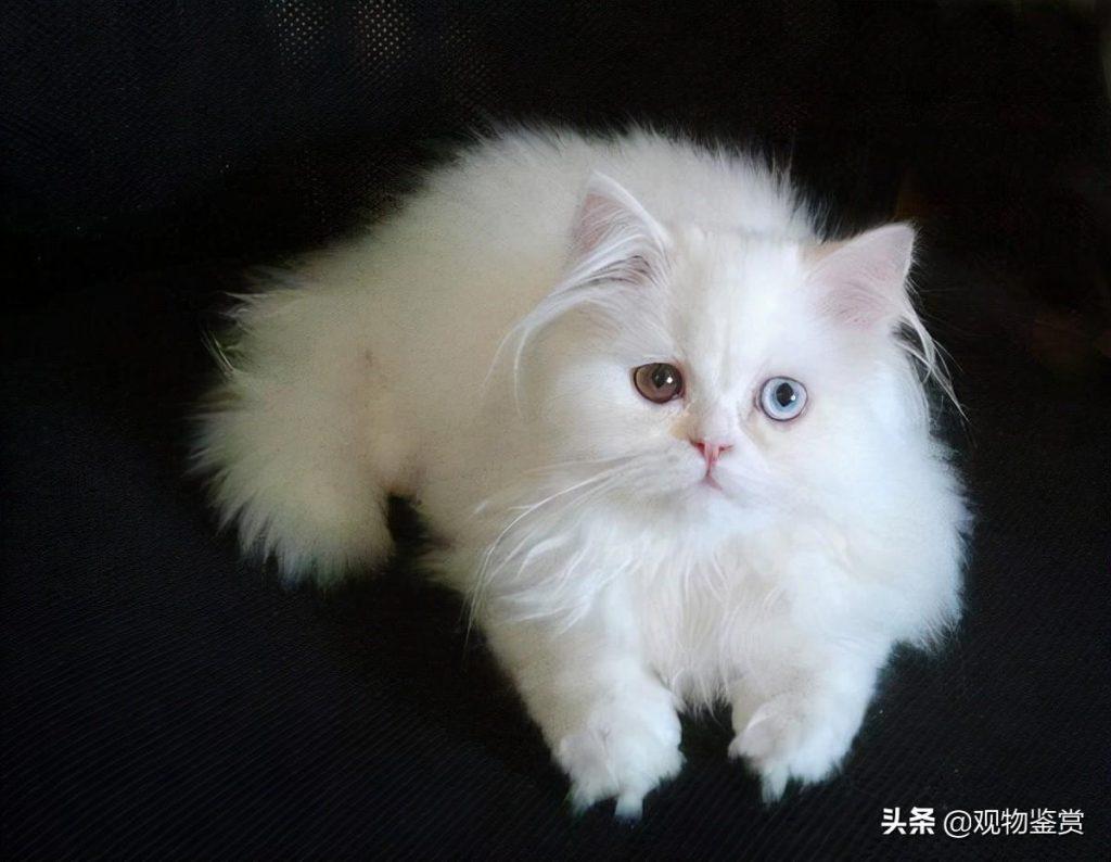 异瞳白猫并不罕见,但异瞳白猫是什么品种?一般是山东狮子猫或中华田园猫(图2)