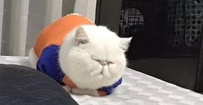 女子说猫咪脸太圆,圆规都画不出,网友不信,晒出照片后全都服了(图1)